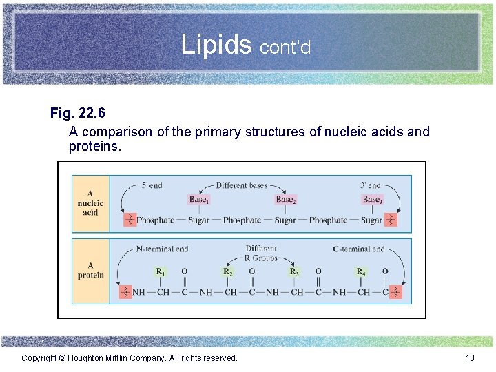 Lipids cont’d Fig. 22. 6 A comparison of the primary structures of nucleic acids