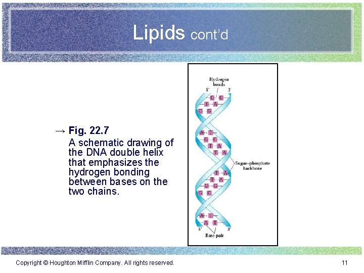 Lipids cont’d → Fig. 22. 7 A schematic drawing of the DNA double helix