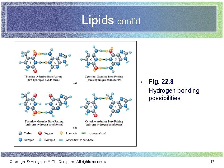 Lipids cont’d ← Fig. 22. 8 Hydrogen bonding possibilities Copyright © Houghton Mifflin Company.