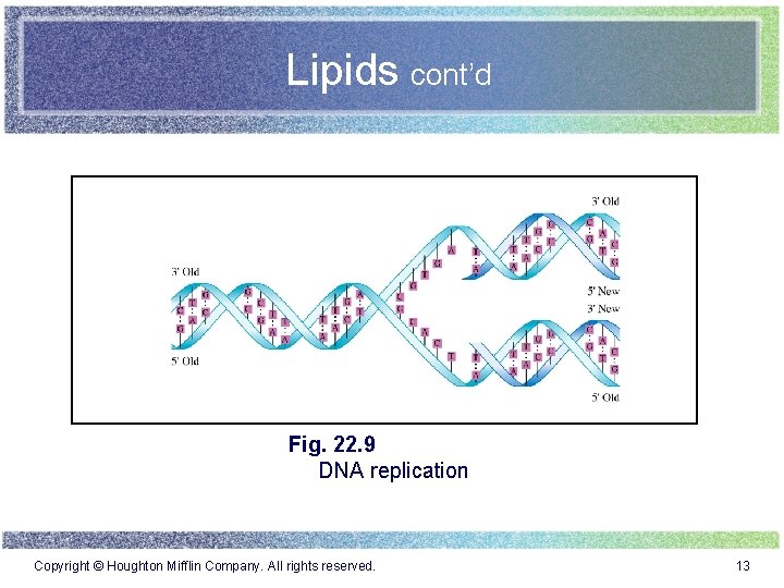 Lipids cont’d Fig. 22. 9 DNA replication Copyright © Houghton Mifflin Company. All rights