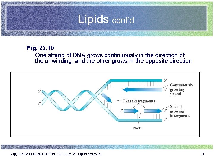Lipids cont’d Fig. 22. 10 One strand of DNA grows continuously in the direction