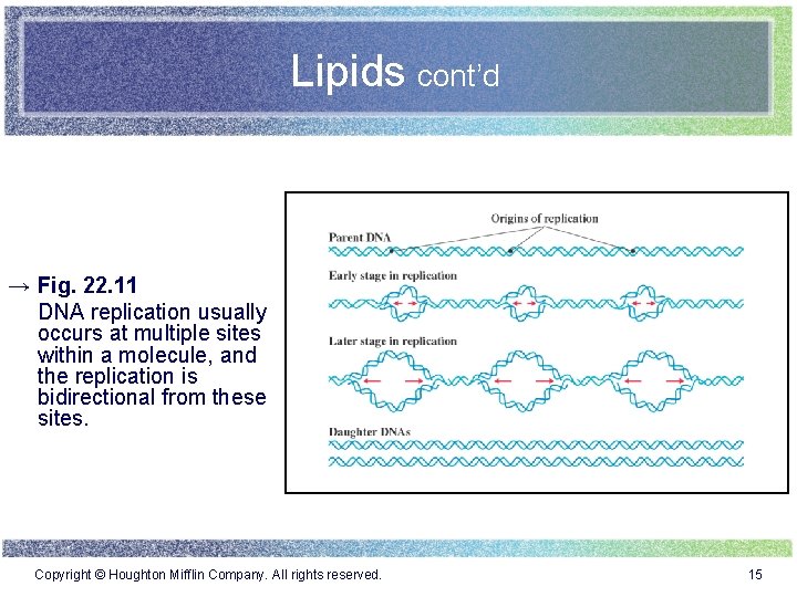 Lipids cont’d → Fig. 22. 11 DNA replication usually occurs at multiple sites within