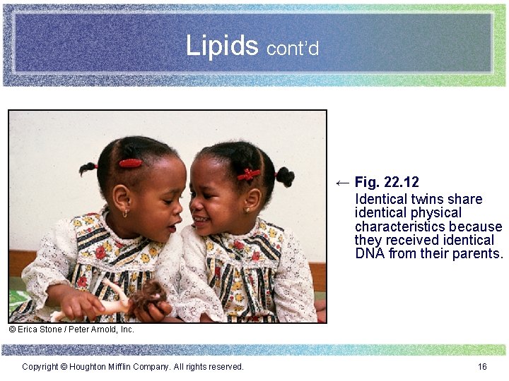 Lipids cont’d ← Fig. 22. 12 Identical twins share identical physical characteristics because they