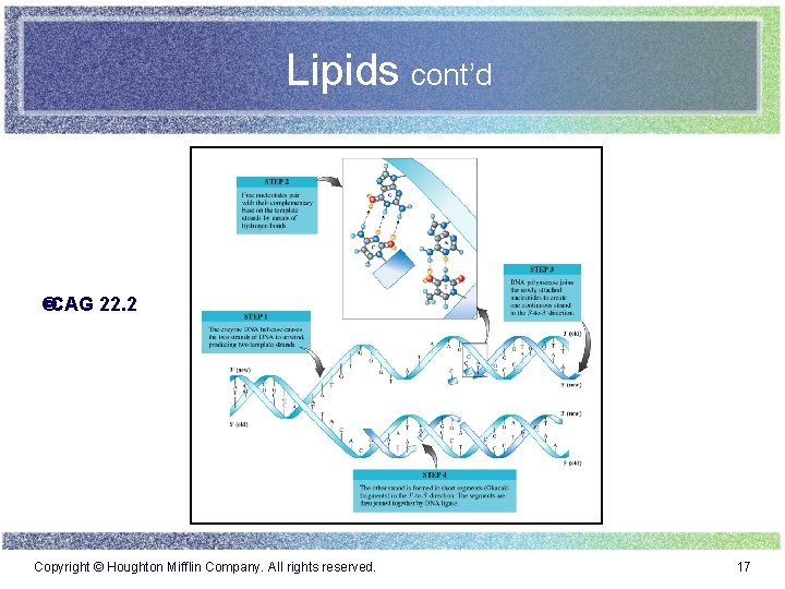 Lipids cont’d CAG 22. 2 Copyright © Houghton Mifflin Company. All rights reserved. 17