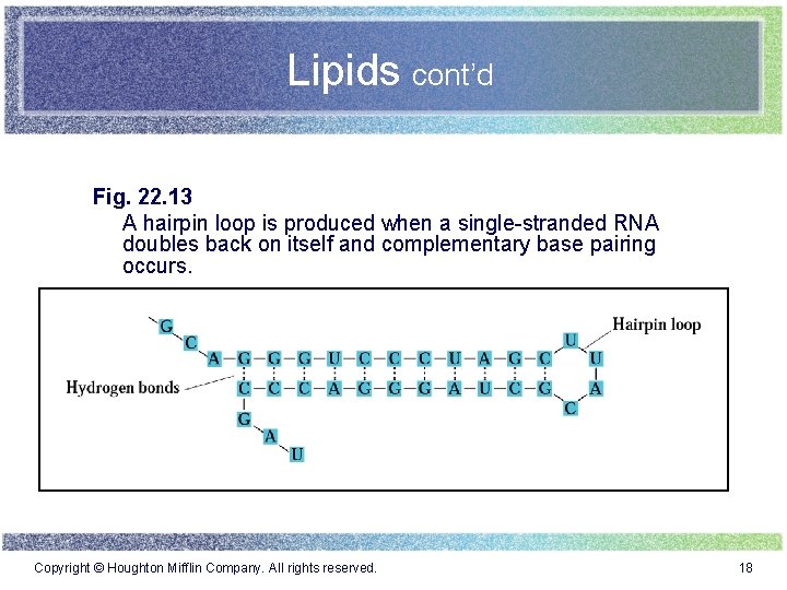 Lipids cont’d Fig. 22. 13 A hairpin loop is produced when a single-stranded RNA