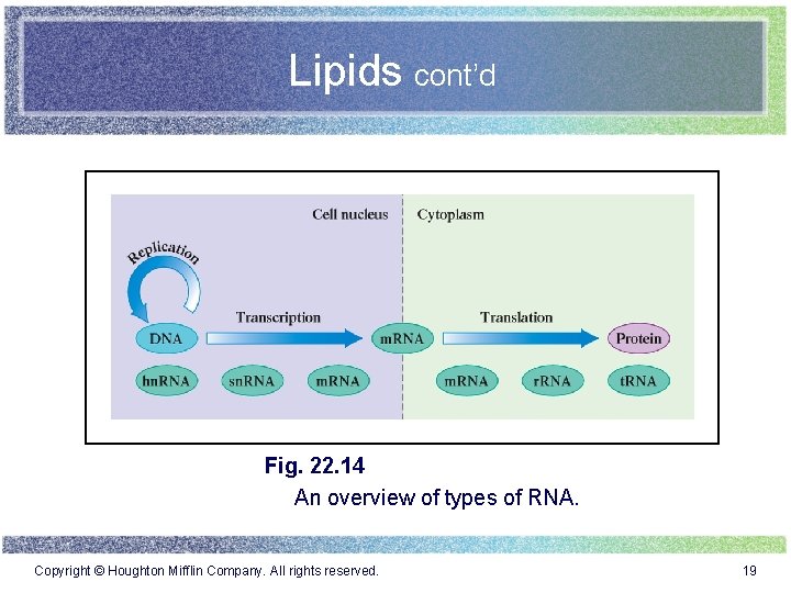 Lipids cont’d Fig. 22. 14 An overview of types of RNA. Copyright © Houghton