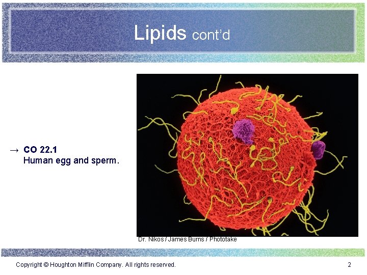 Lipids cont’d → CO 22. 1 Human egg and sperm. Dr. Nikos / James