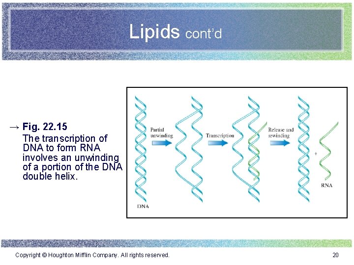 Lipids cont’d → Fig. 22. 15 The transcription of DNA to form RNA involves