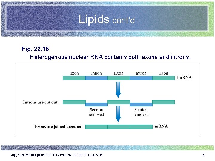 Lipids cont’d Fig. 22. 16 Heterogenous nuclear RNA contains both exons and introns. Copyright