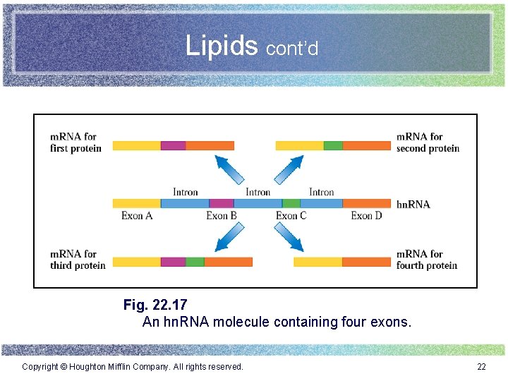 Lipids cont’d Fig. 22. 17 An hn. RNA molecule containing four exons. Copyright ©