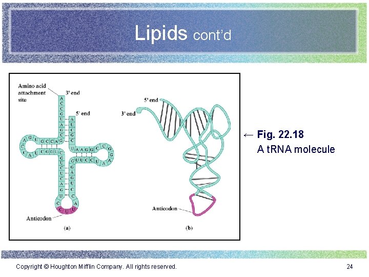 Lipids cont’d ← Fig. 22. 18 A t. RNA molecule Copyright © Houghton Mifflin