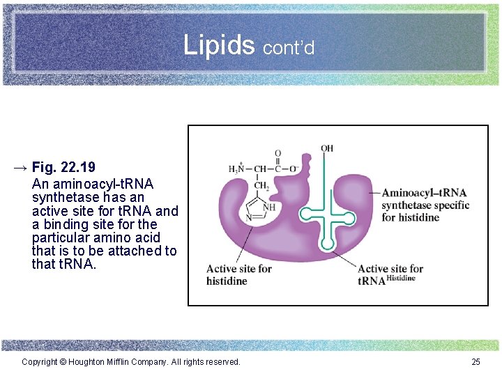 Lipids cont’d → Fig. 22. 19 An aminoacyl-t. RNA synthetase has an active site