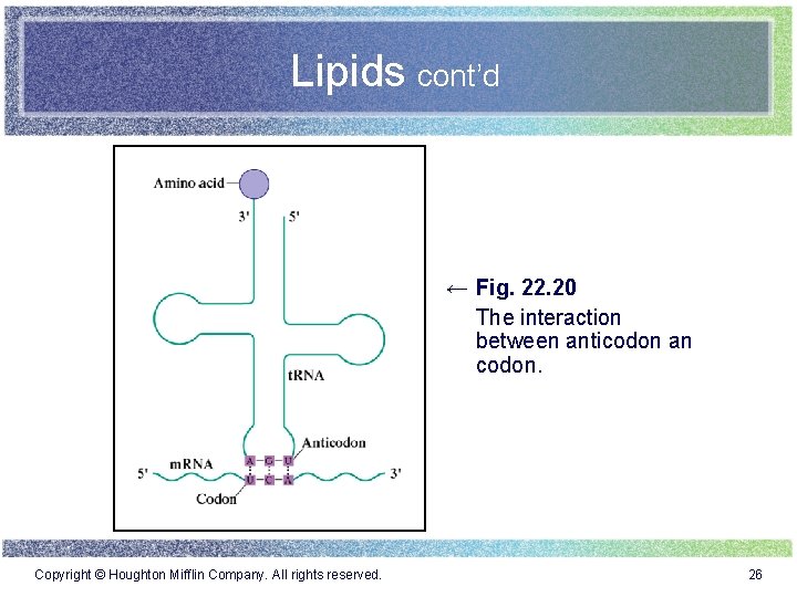 Lipids cont’d ← Fig. 22. 20 The interaction between anticodon an codon. Copyright ©