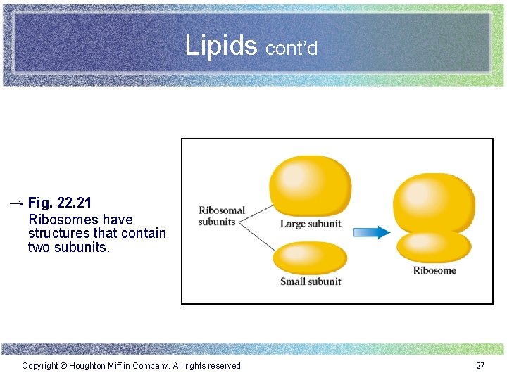 Lipids cont’d → Fig. 22. 21 Ribosomes have structures that contain two subunits. Copyright