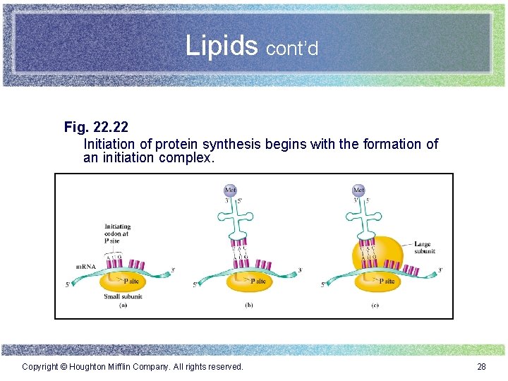 Lipids cont’d Fig. 22 Initiation of protein synthesis begins with the formation of an