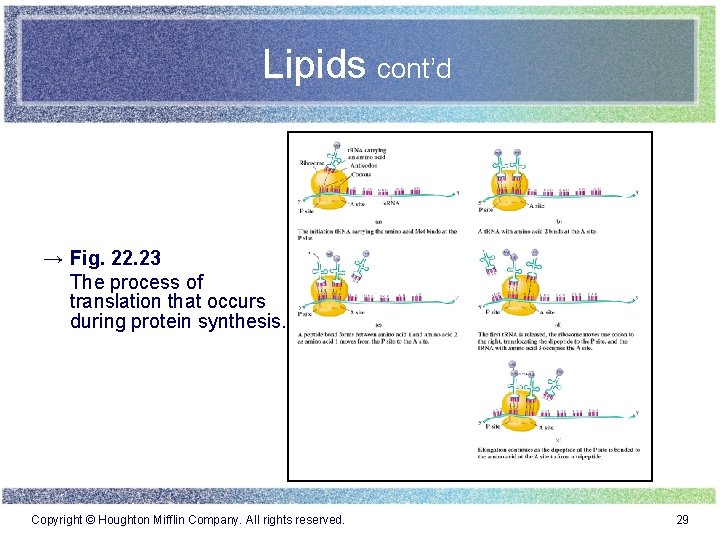 Lipids cont’d → Fig. 22. 23 The process of translation that occurs during protein
