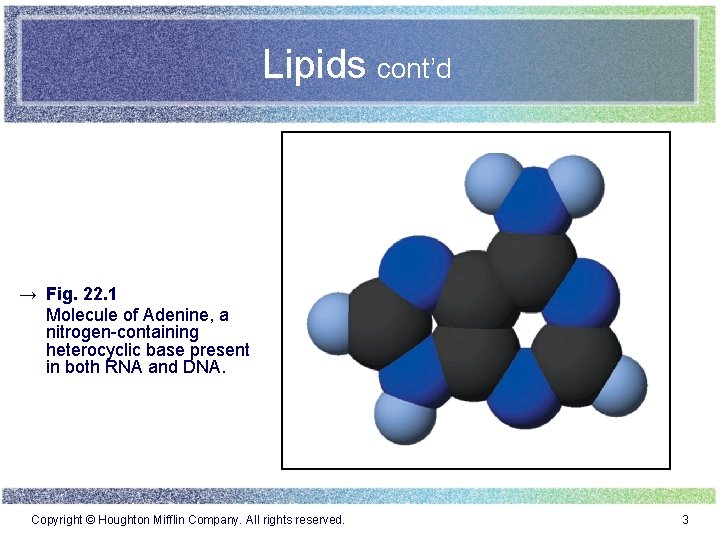 Lipids cont’d → Fig. 22. 1 Molecule of Adenine, a nitrogen-containing heterocyclic base present