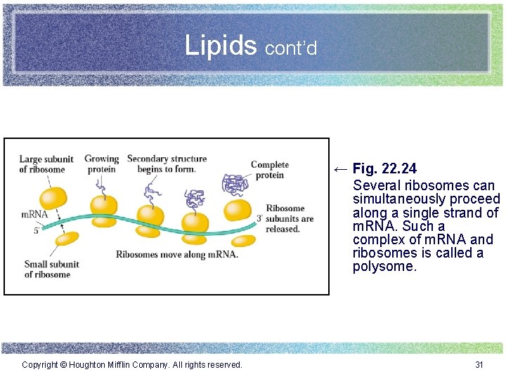 Lipids cont’d ← Fig. 22. 24 Several ribosomes can simultaneously proceed along a single