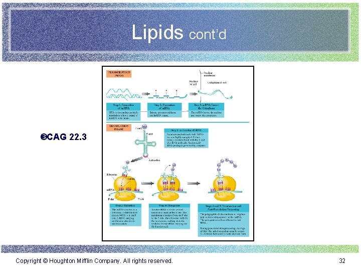 Lipids cont’d CAG 22. 3 Copyright © Houghton Mifflin Company. All rights reserved. 32