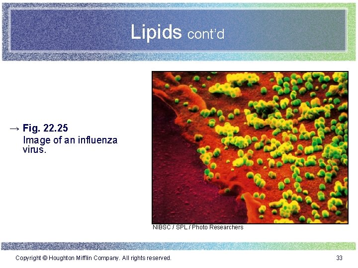 Lipids cont’d → Fig. 22. 25 Image of an influenza virus. NIBSC / SPL