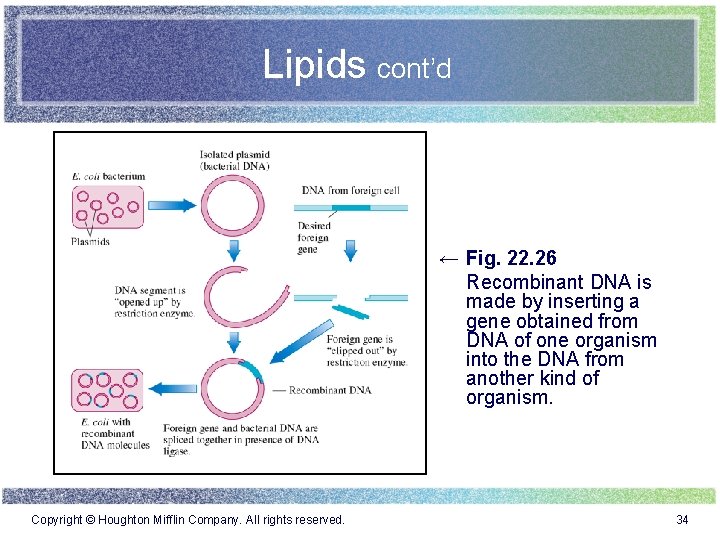 Lipids cont’d ← Fig. 22. 26 Recombinant DNA is made by inserting a gene