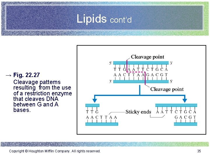 Lipids cont’d → Fig. 22. 27 Cleavage patterns resulting from the use of a