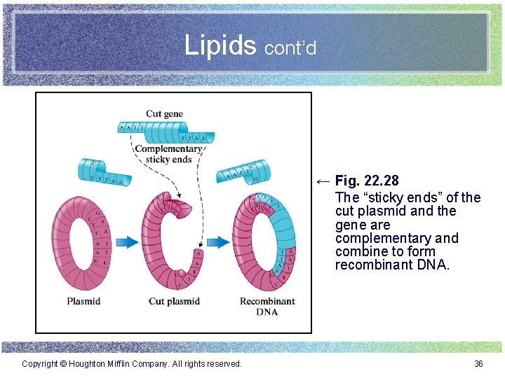 Lipids cont’d ← Fig. 22. 28 The “sticky ends” of the cut plasmid and