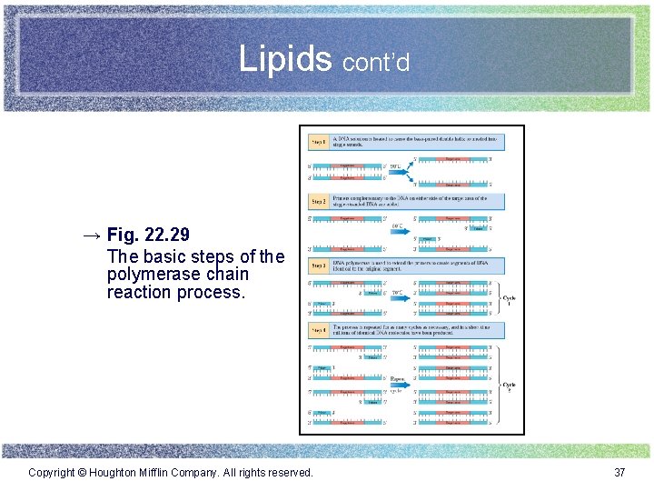 Lipids cont’d → Fig. 22. 29 The basic steps of the polymerase chain reaction