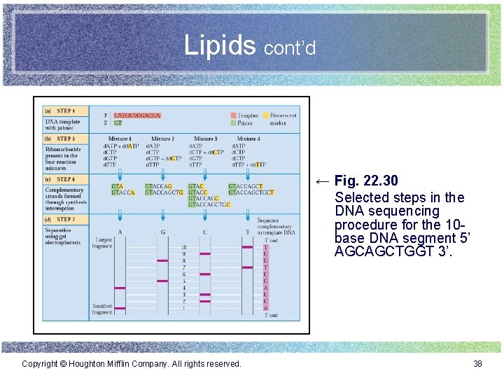 Lipids cont’d ← Fig. 22. 30 Selected steps in the DNA sequencing procedure for