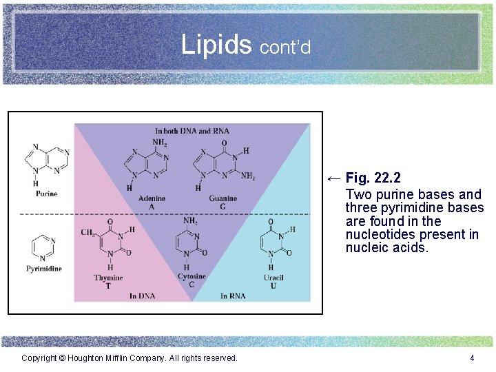 Lipids cont’d ← Fig. 22. 2 Two purine bases and three pyrimidine bases are