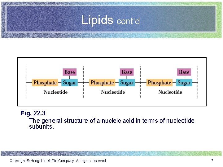Lipids cont’d Fig. 22. 3 The general structure of a nucleic acid in terms