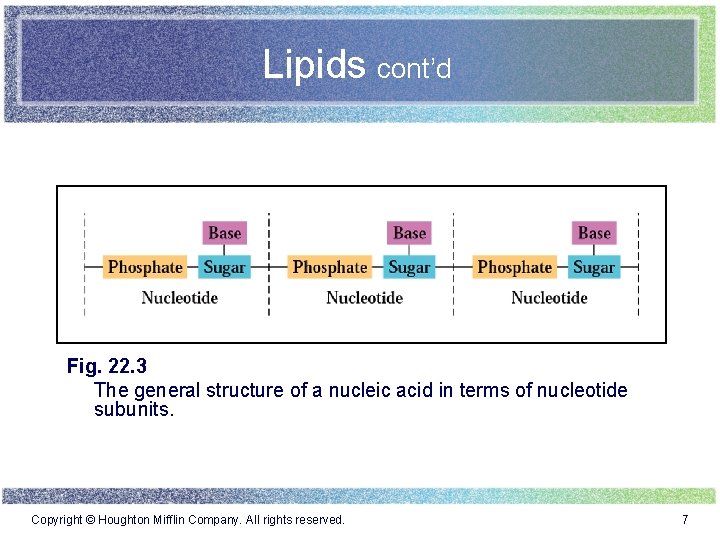 Lipids cont’d Fig. 22. 3 The general structure of a nucleic acid in terms