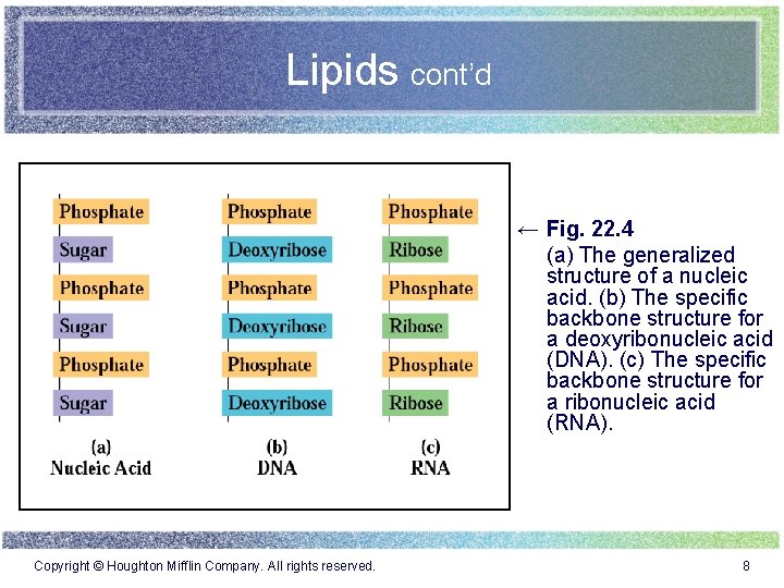 Lipids cont’d ← Fig. 22. 4 (a) The generalized structure of a nucleic acid.