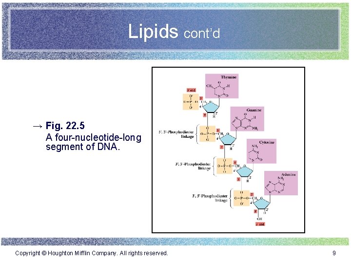 Lipids cont’d → Fig. 22. 5 A four-nucleotide-long segment of DNA. Copyright © Houghton