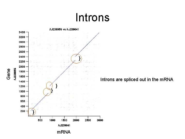 Introns Gene } Introns are spliced out in the m. RNA } } }