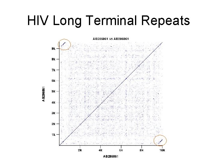 HIV Long Terminal Repeats 