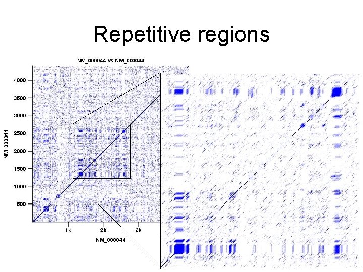 Repetitive regions 