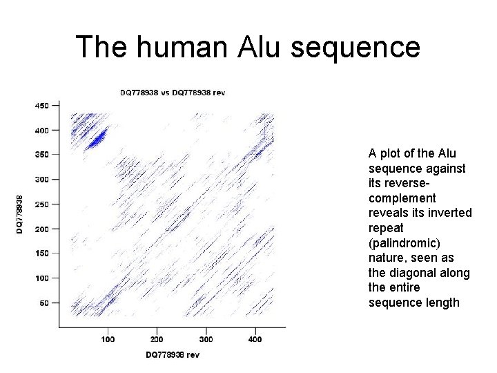 The human Alu sequence A plot of the Alu sequence against its reversecomplement reveals