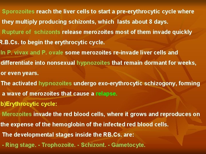 Sporozoites reach the liver cells to start a pre-erythrocytic cycle where they multiply producing