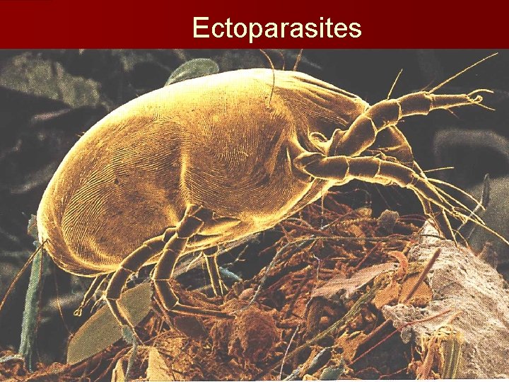 Ectoparasites 