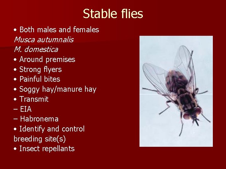 Stable flies • Both males and females Musca autumnalis M. domestica • Around premises