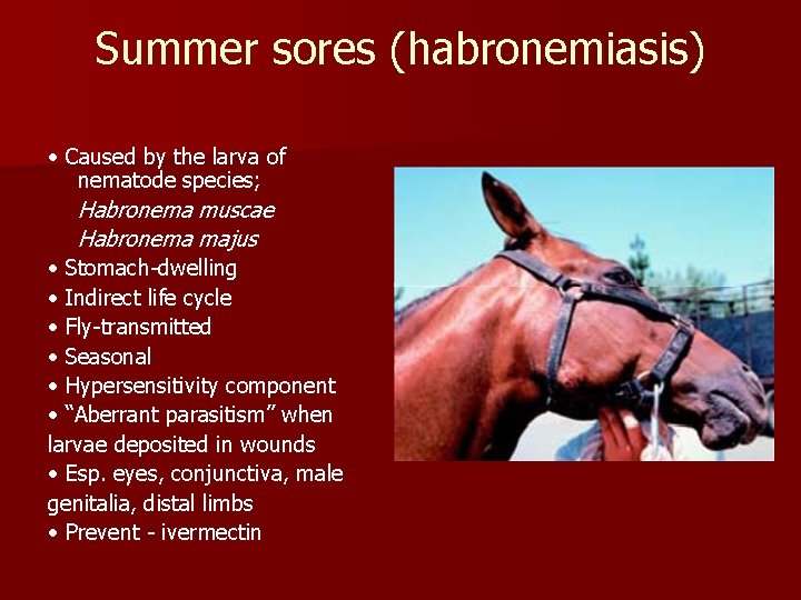 Summer sores (habronemiasis) • Caused by the larva of nematode species; Habronema muscae Habronema