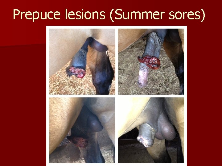 Prepuce lesions (Summer sores) 