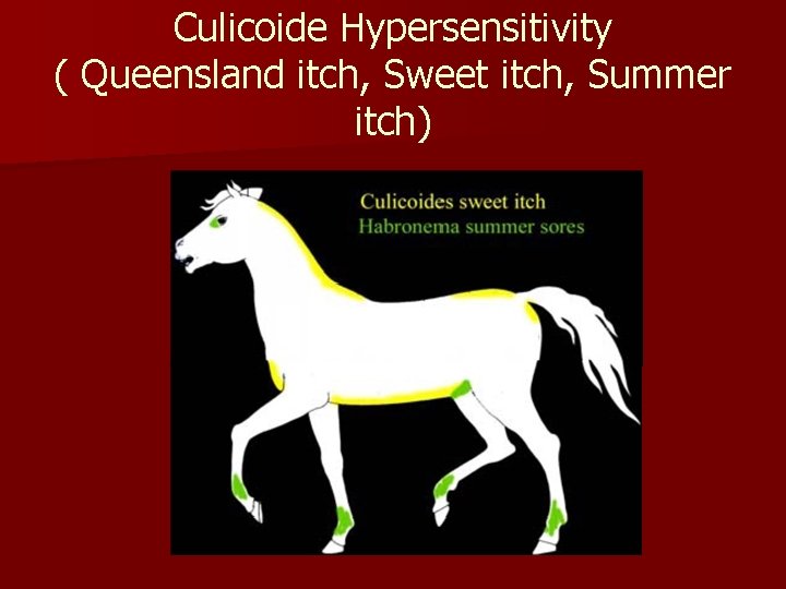 Culicoide Hypersensitivity ( Queensland itch, Sweet itch, Summer itch) 