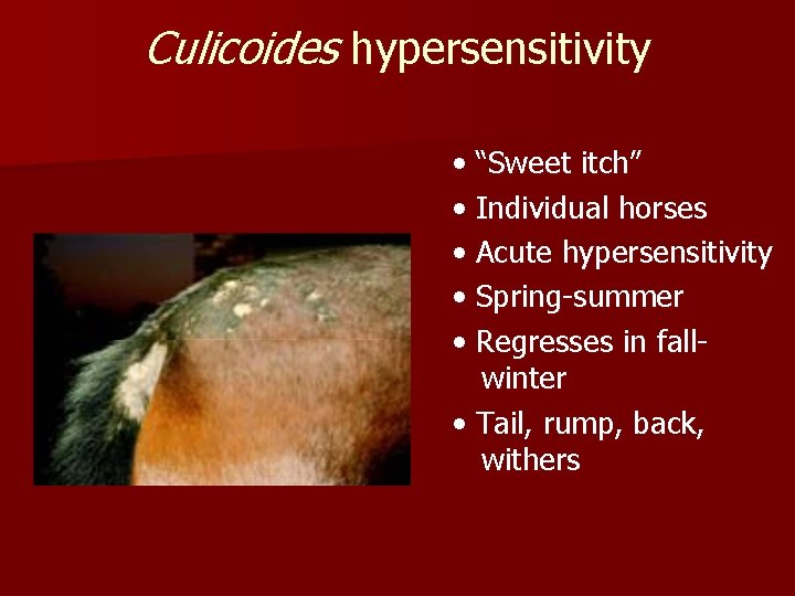 Culicoides hypersensitivity • “Sweet itch” • Individual horses • Acute hypersensitivity • Spring-summer •