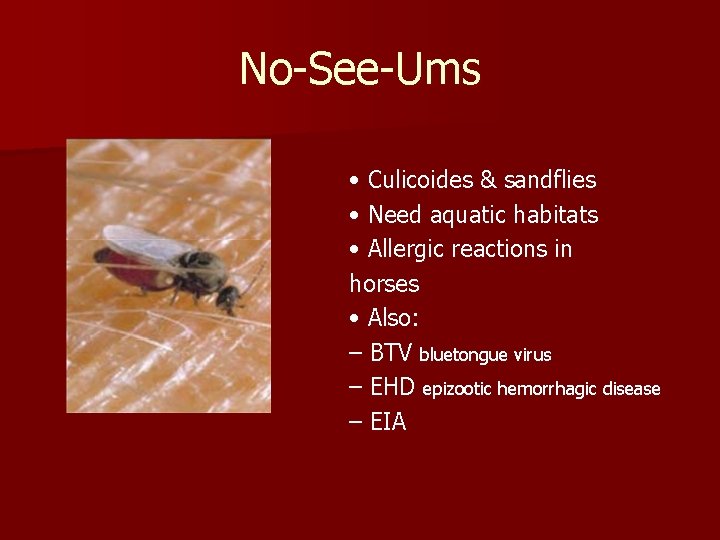 No-See-Ums • Culicoides & sandflies • Need aquatic habitats • Allergic reactions in horses