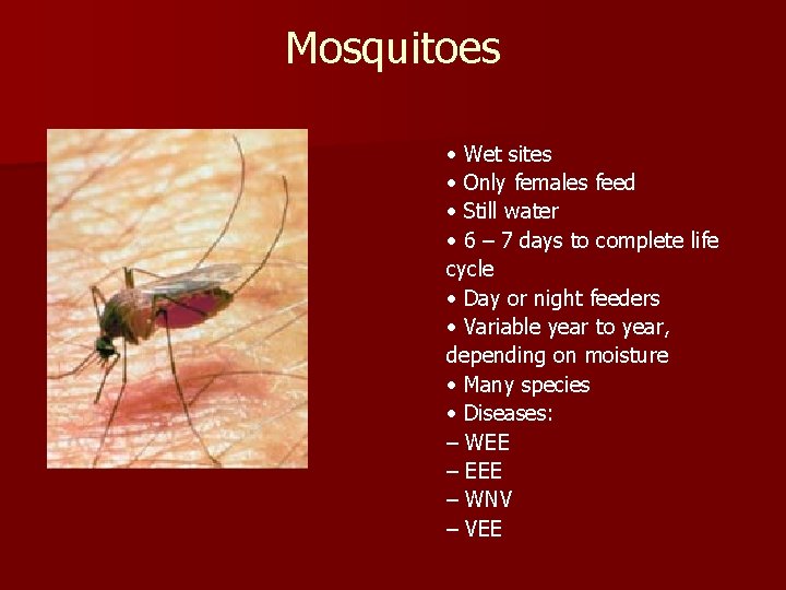 Mosquitoes • Wet sites • Only females feed • Still water • 6 –