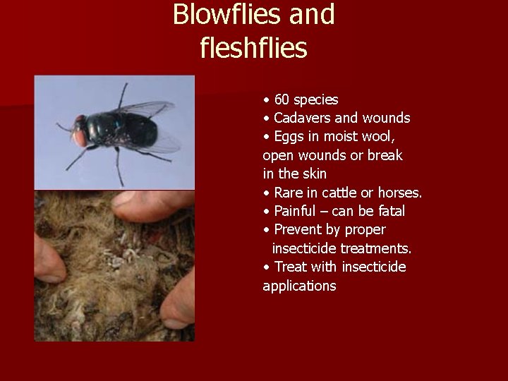 Blowflies and fleshflies • 60 species • Cadavers and wounds • Eggs in moist