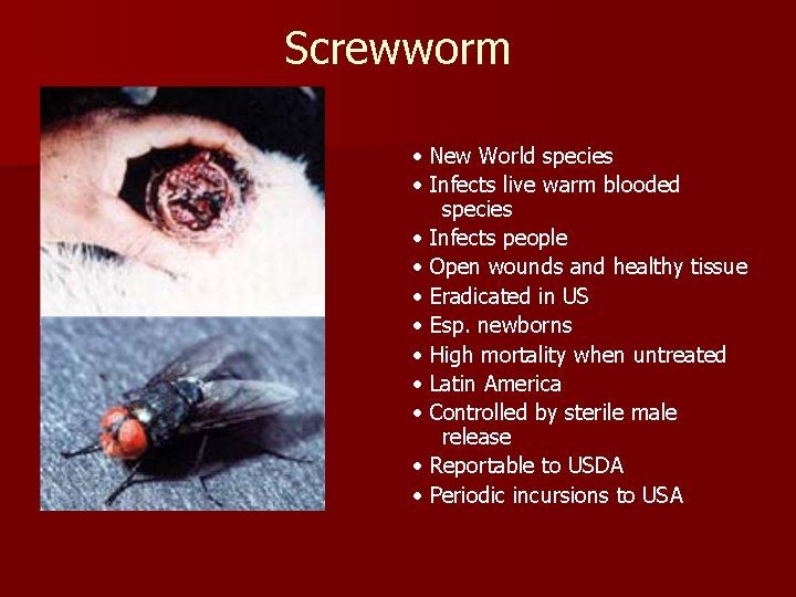 Screwworm • New World species • Infects live warm blooded species • Infects people