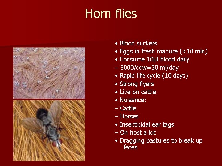 Horn flies • Blood suckers • Eggs in fresh manure (<10 min) • Consume